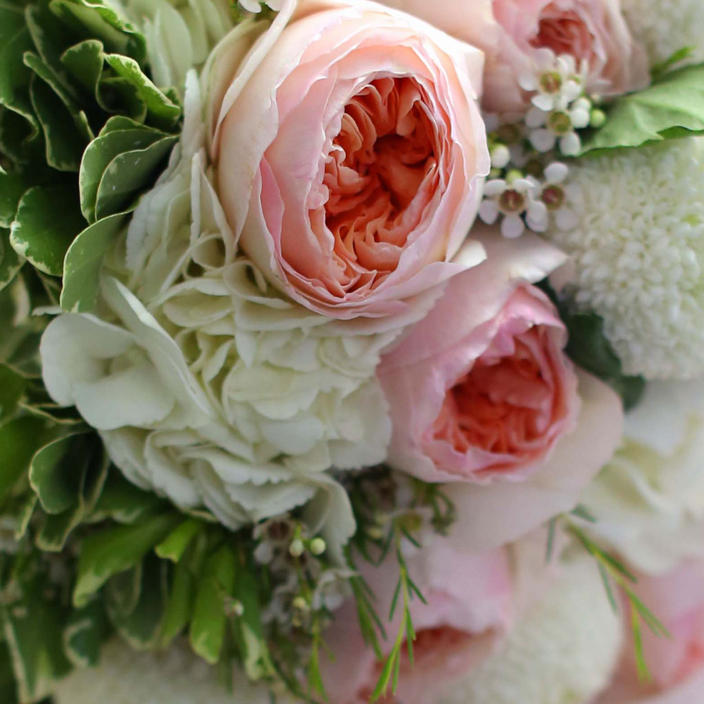 Fall in love - juliet Rose  ɹ