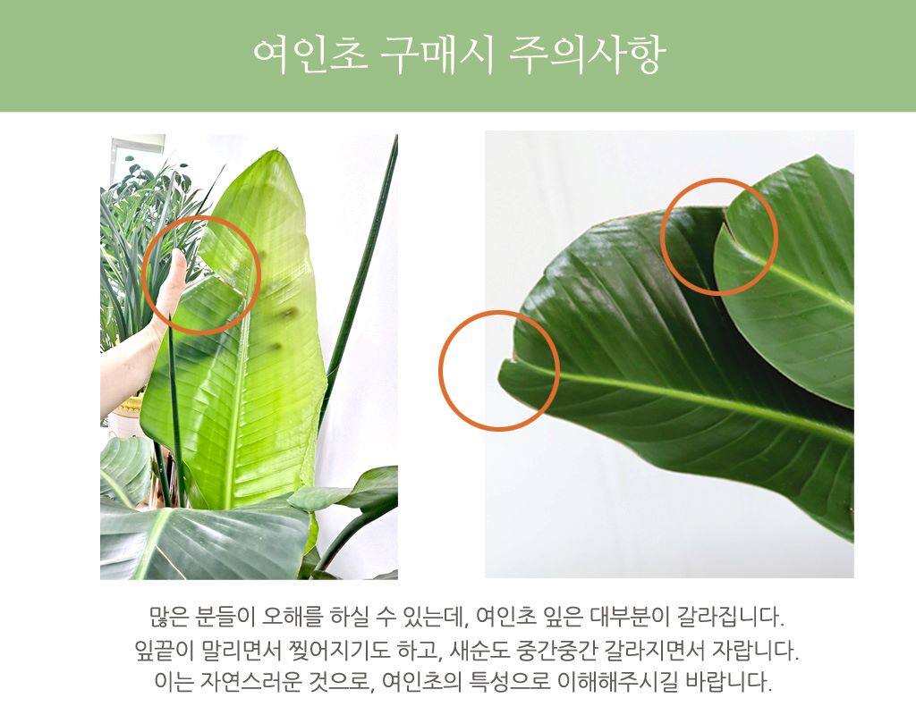 Office & Nature -  °ø°£À» ¾Æ¸§´ä°Ô ¿©ÀÎÃÊ (ȱⰡ º¯°æµÉ ¼ö ÀÖ½À´Ï´Ù.)