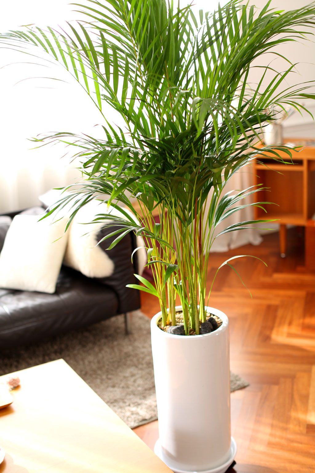 Office & Nature ¾Æ·¹Ä«¾ßÀÚ (Ư´ë) ²ÉÁý ²É¹è´Þ