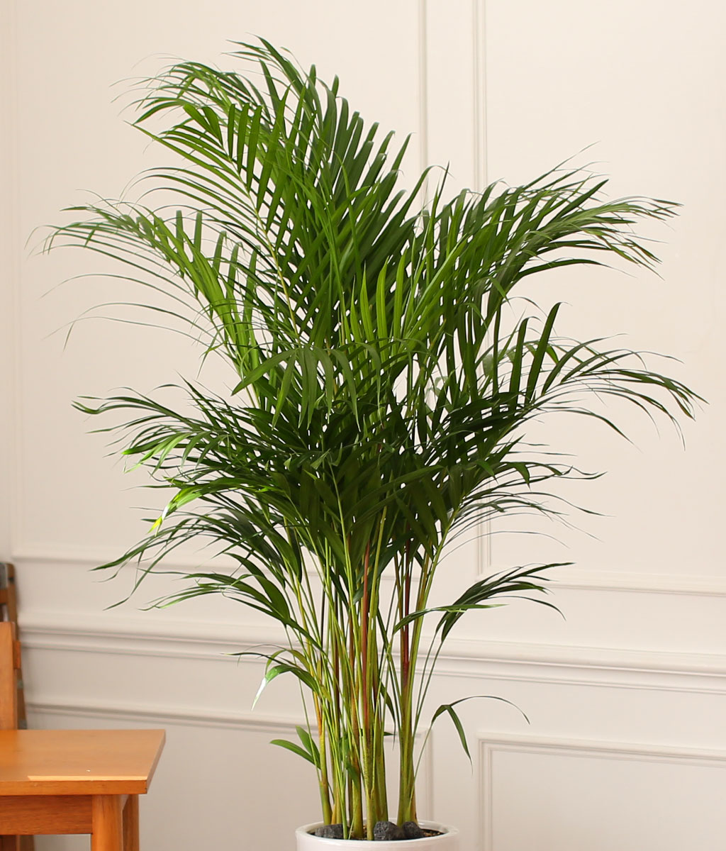 Office & Nature ¾Æ·¹Ä«¾ßÀÚ (Ư´ë) ²ÉÁý ²É¹è´Þ