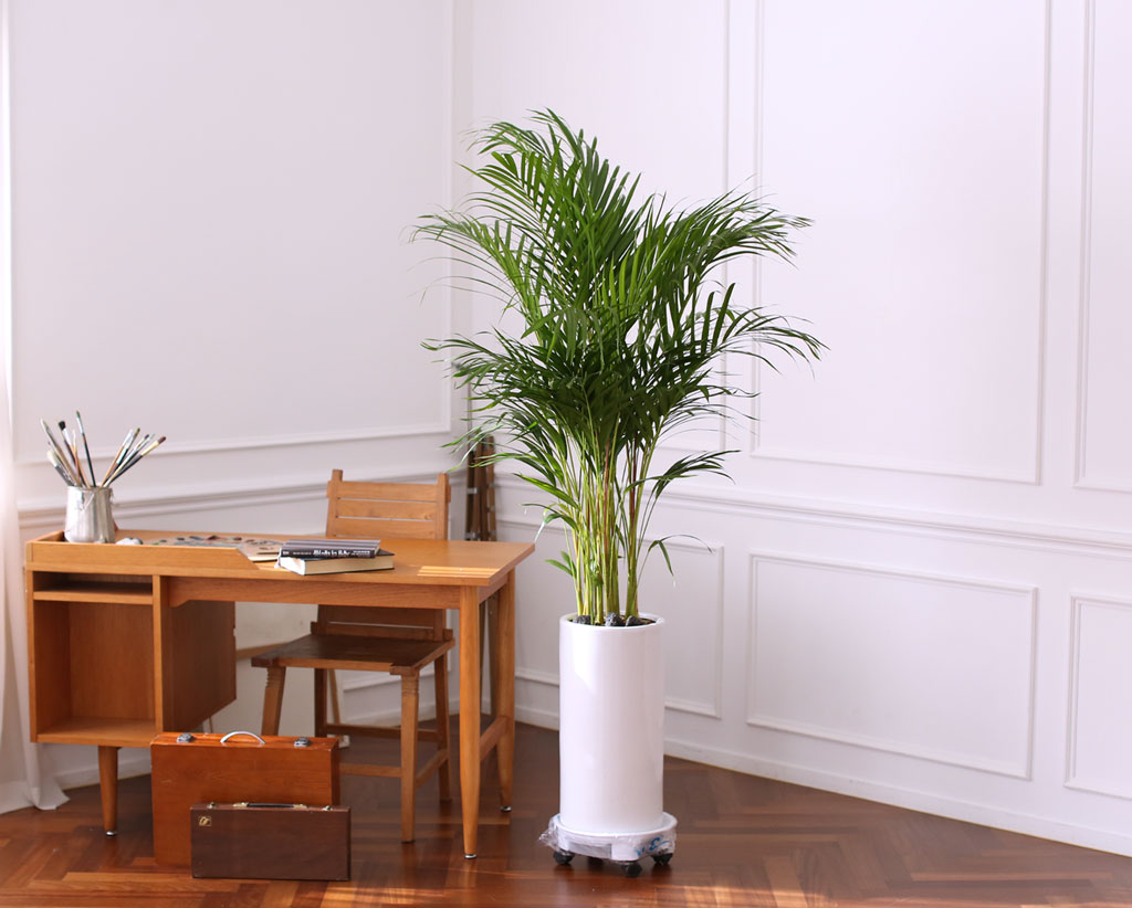 Office & Nature ¾Æ·¹Ä«¾ßÀÚ (Ư´ë) ²ÉÁý ²É¹è´Þ