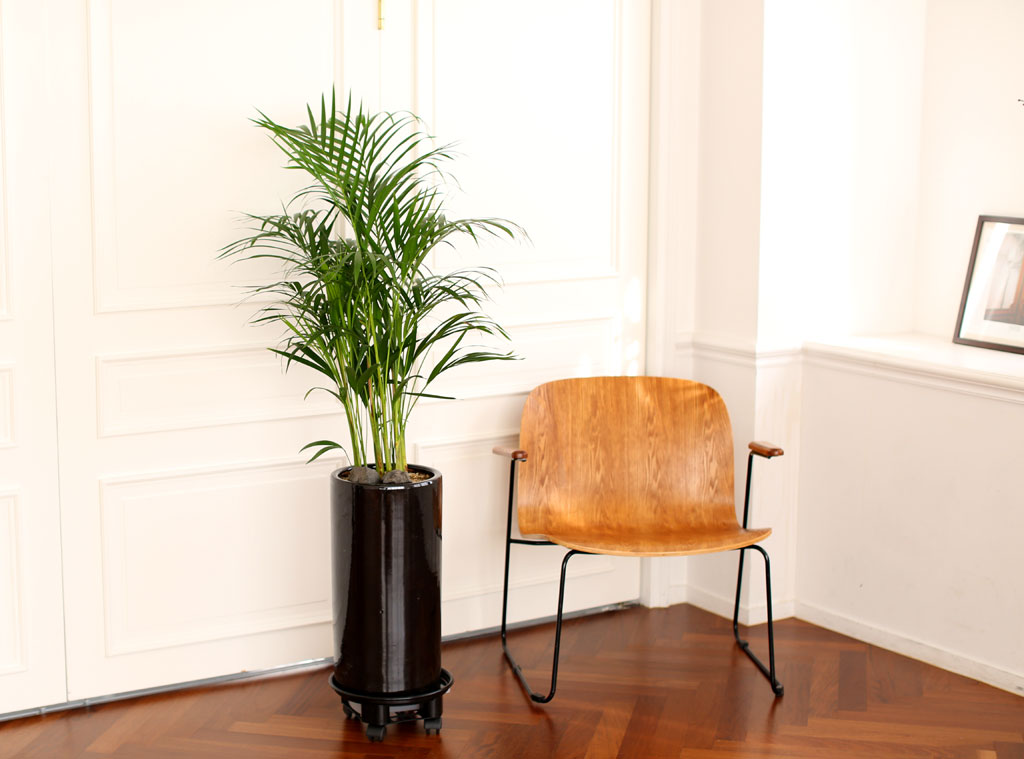 Office & Nature ¾Æ·¹Ä«¾ßÀÚ(Áß)