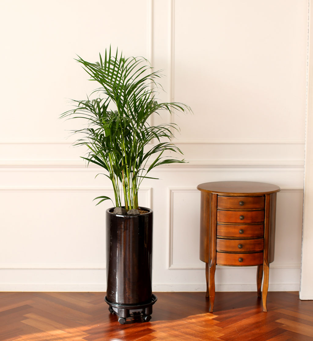 Office & Nature ¾Æ·¹Ä«¾ßÀÚ(Áß)