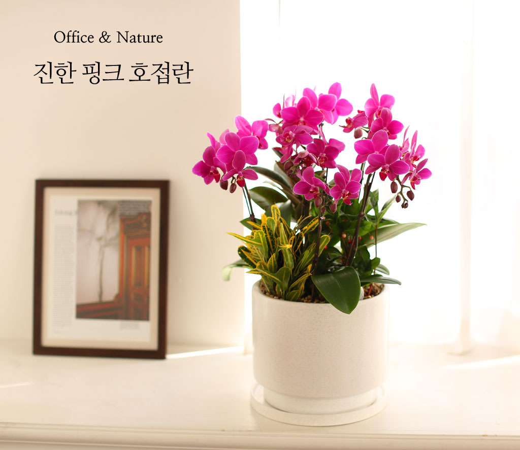 Office & Nature ÁøÇÑ ÇÎÅ© È£Á¢¶õ (¼¿ï¼öµµ±Ç ÀÌ¿ÜÀÇ Áö¿ª¿¡¼ ȺÐÀÌ º¯°æµÉ ¼ö ÀÖ½À´Ï´Ù) ²ÉÁý ²É¹è´Þ