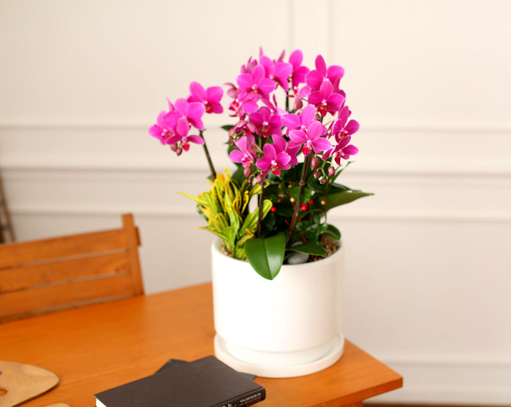 Office & Nature ÁøÇÑ ÇÎÅ© È£Á¢¶õ (¼¿ï¼öµµ±Ç ÀÌ¿ÜÀÇ Áö¿ª¿¡¼ ȺÐÀÌ º¯°æµÉ ¼ö ÀÖ½À´Ï´Ù) ²ÉÁý ²É¹è´Þ