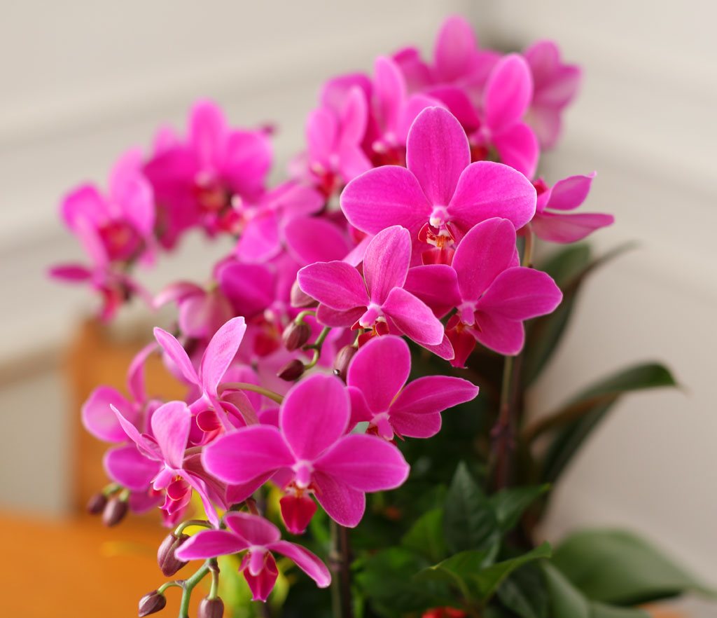 Office & Nature ÁøÇÑ ÇÎÅ© È£Á¢¶õ (¼¿ï¼öµµ±Ç ÀÌ¿ÜÀÇ Áö¿ª¿¡¼ ȺÐÀÌ º¯°æµÉ ¼ö ÀÖ½À´Ï´Ù) ²ÉÁý ²É¹è´Þ