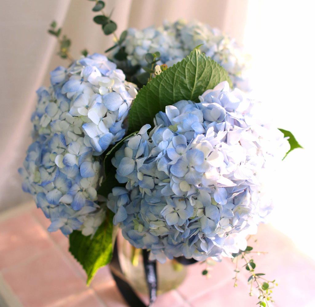 '()ȯ桯ô ƽý öȭ - blue hydrangea  ɹ