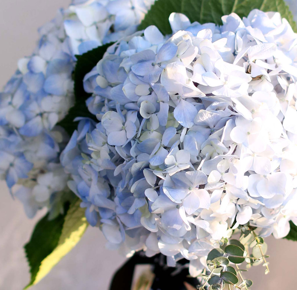 '()ȯ桯ô ƽý öȭ - blue hydrangea  ɹ