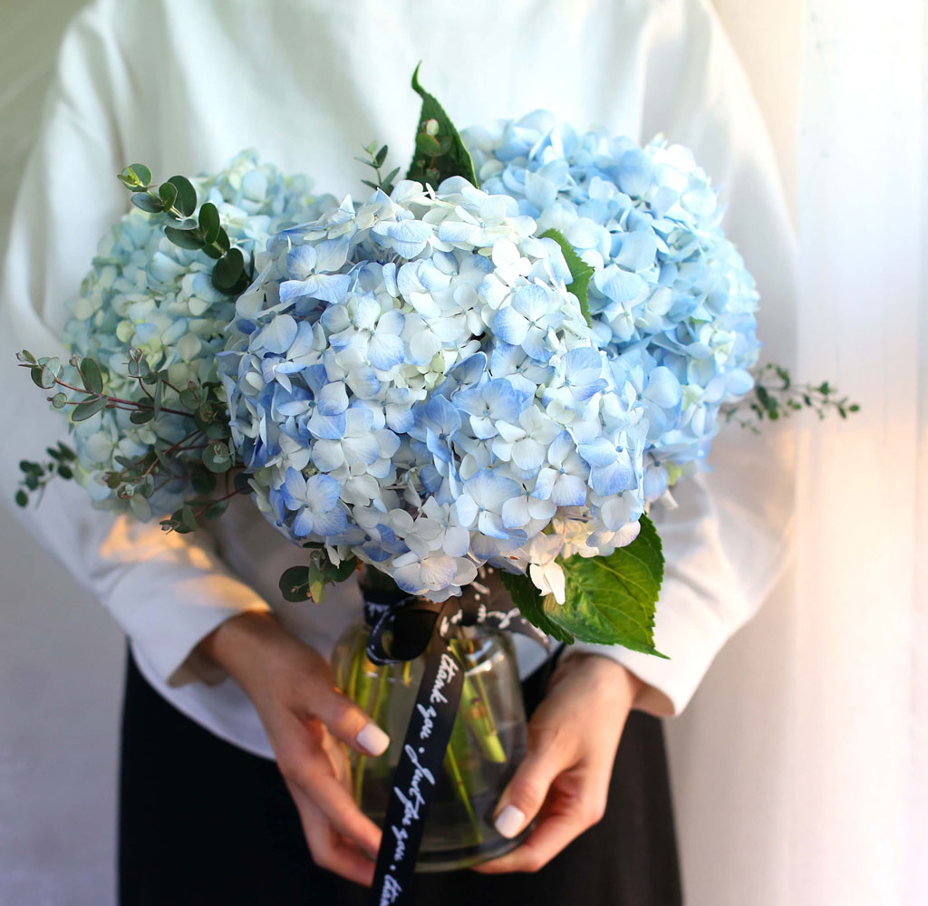 '()ȯ桯ô ƽý öȭ - blue hydrangea  ɹ