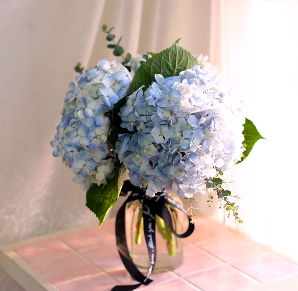 '()ȯ桯ô ƽý öȭ - blue hydrangea  ɹ