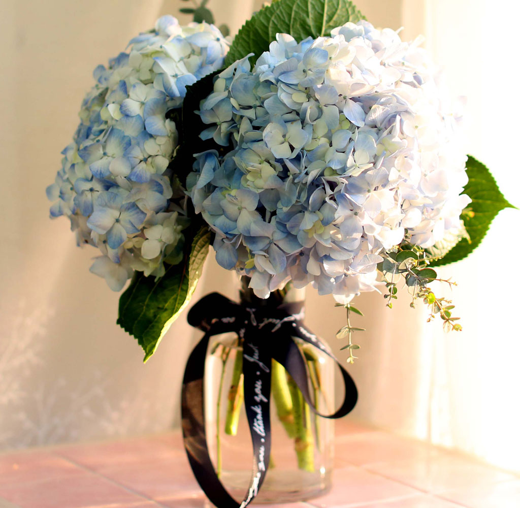 '()ȯ桯ô ƽý öȭ - blue hydrangea  ɹ