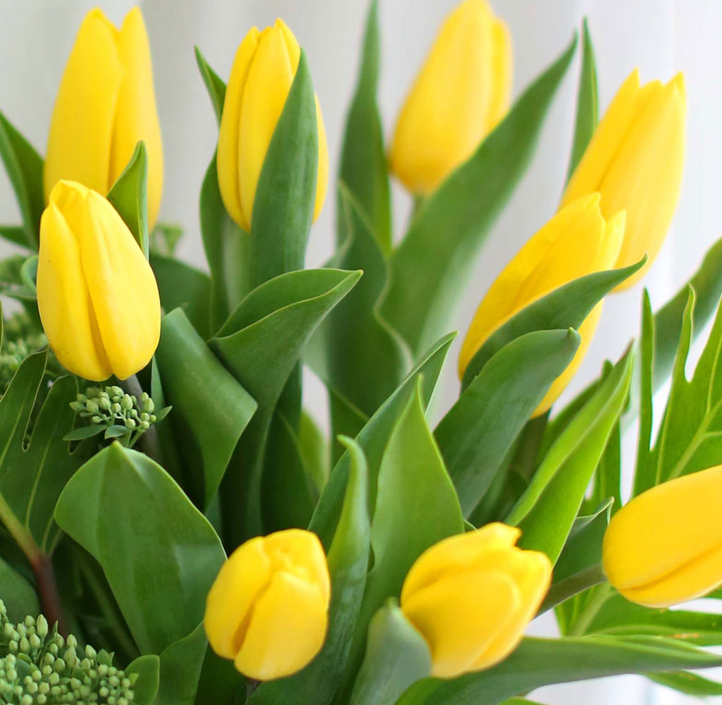 '()ȯ桯ô ƽý öȭ - I like the tulip  ɹ