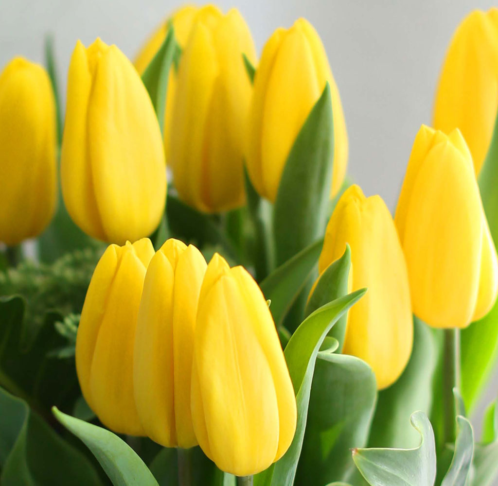 '()ȯ桯ô ƽý öȭ - I like the tulip  ɹ