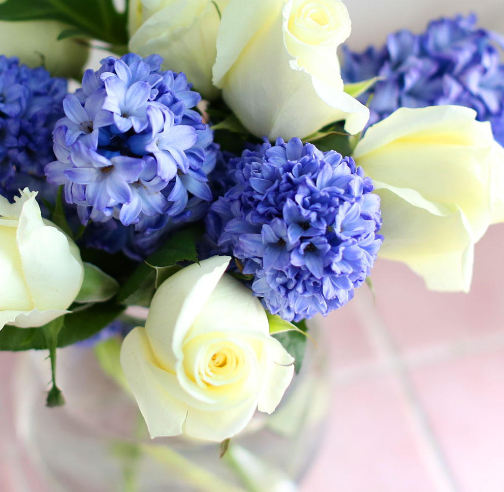 '()ȯ桯ô ƽý öȭ - I like the blue Hyacinth  ɹ