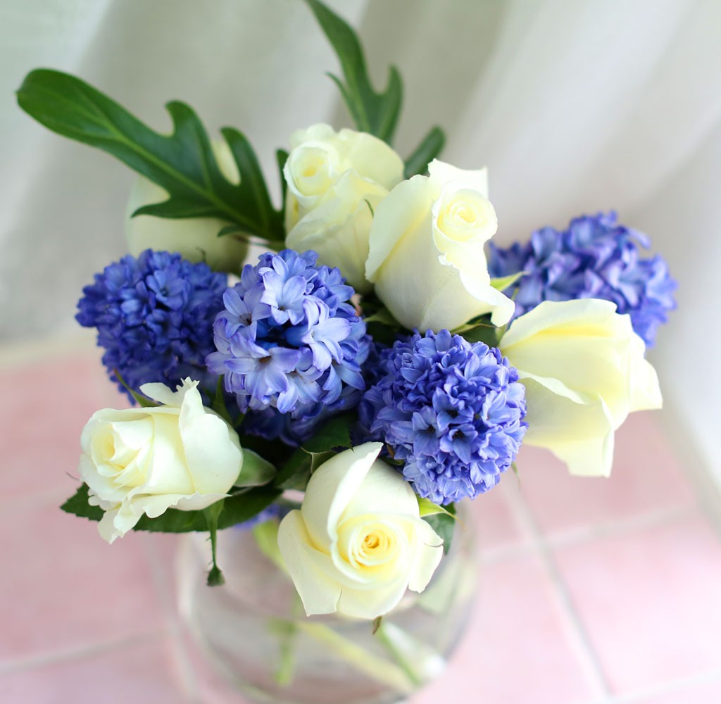 '()ȯ桯ô ƽý öȭ - I like the blue Hyacinth  ɹ