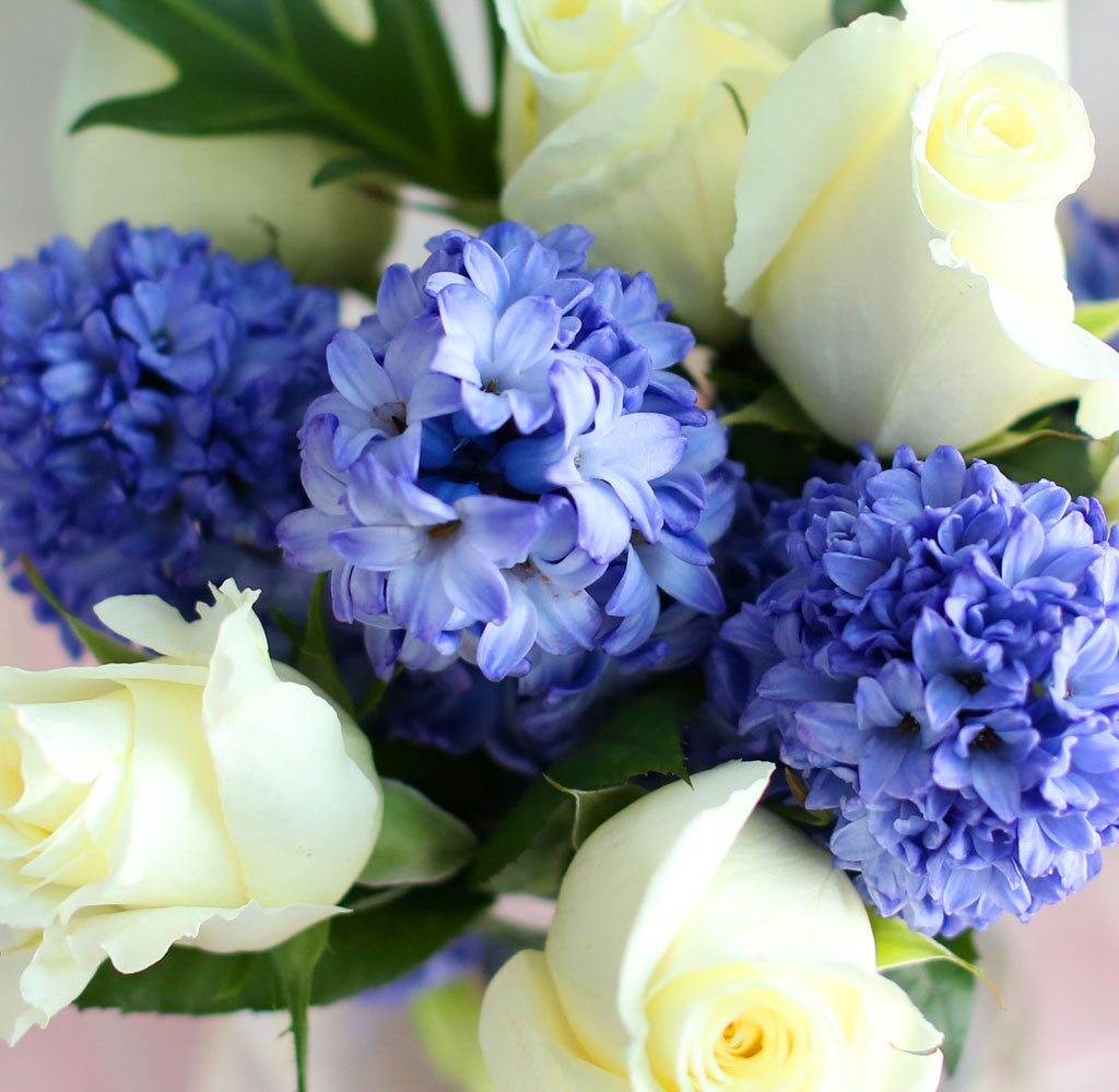 '()ȯ桯ô ƽý öȭ - I like the blue Hyacinth  ɹ