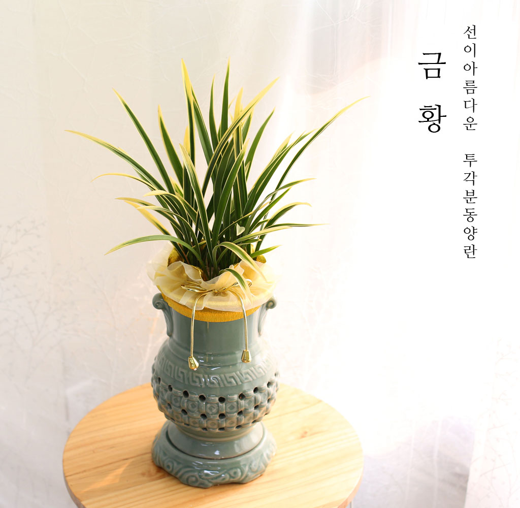 ¼±ÀÌ ¾Æ¸§´Ù¿î Åõ°¢ºÐ µ¿¾ç¶õ - ±ÝȲ