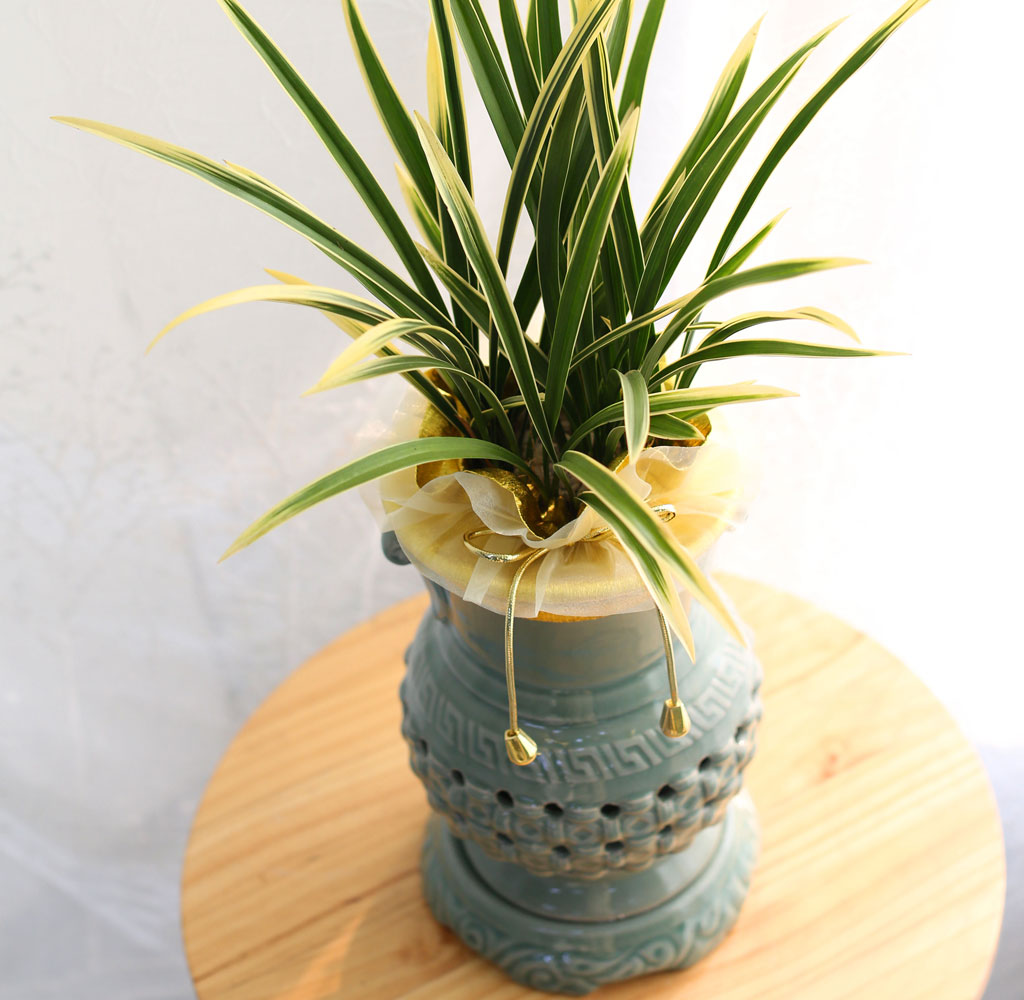 ¼±ÀÌ ¾Æ¸§´Ù¿î Åõ°¢ºÐ µ¿¾ç¶õ - ±ÝȲ