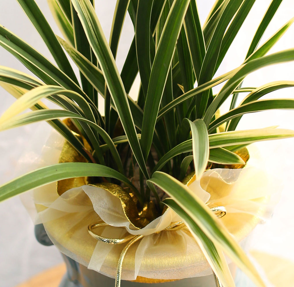 ¼±ÀÌ ¾Æ¸§´Ù¿î Åõ°¢ºÐ µ¿¾ç¶õ - ±ÝȲ