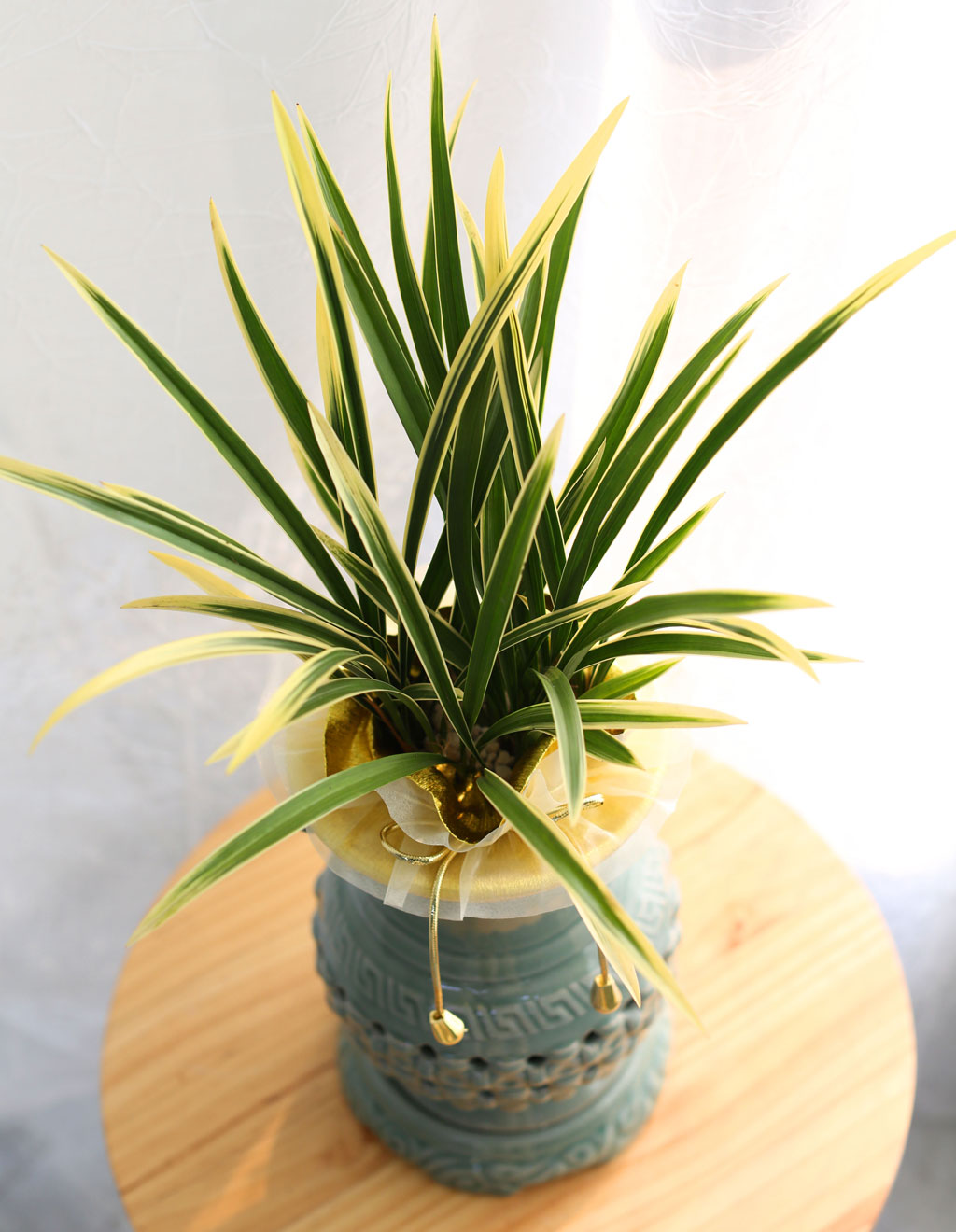 ¼±ÀÌ ¾Æ¸§´Ù¿î Åõ°¢ºÐ µ¿¾ç¶õ - ±ÝȲ