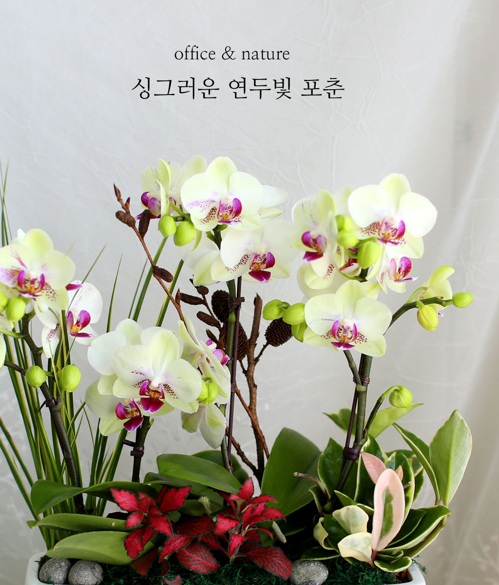 Office & Nature - ½Ì±×·¯¿î ¿¬µÎºû Æ÷Ãá(ȱ⺯°æ)