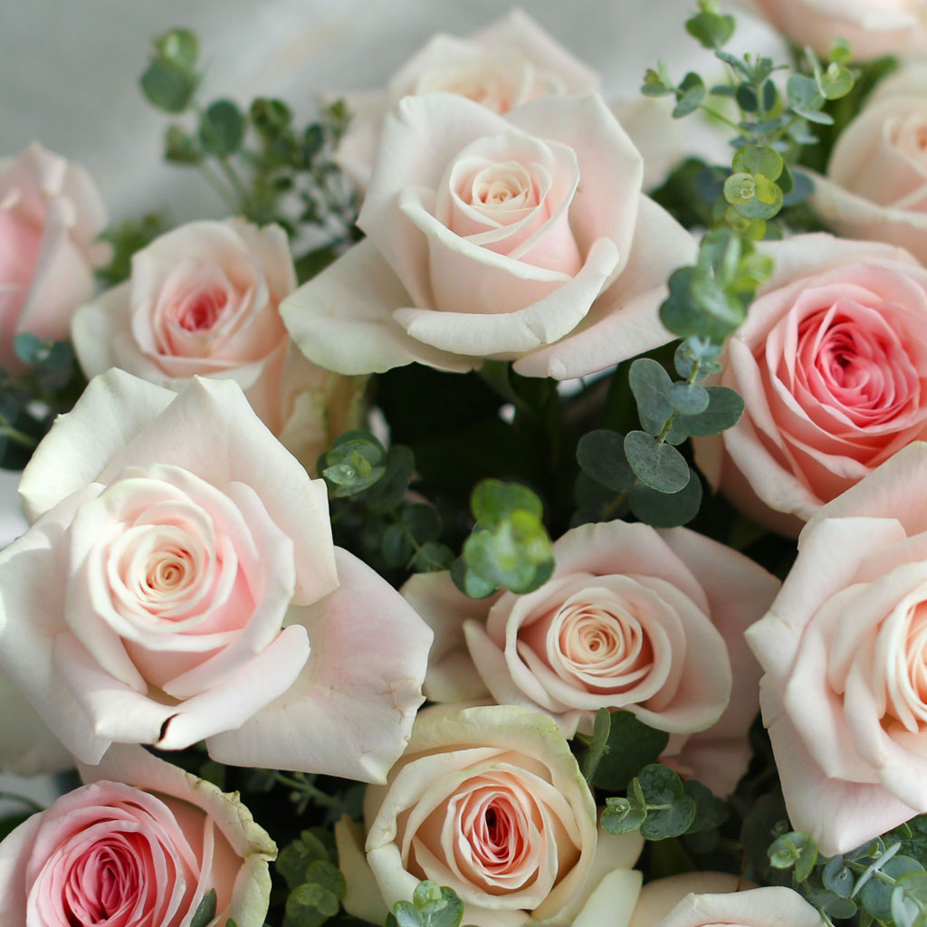 {¼¿ï±¤¿ª½Ã}Roseday - Àå¹ÌÁ¤¿øÀ¸·Î ¿À¼¼¿ä
