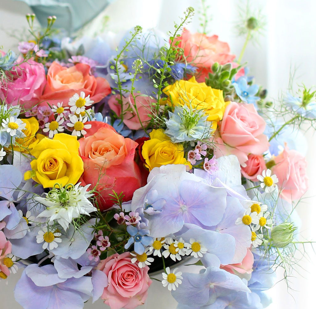 [,]  Le grand bleu(׶)  ɹ