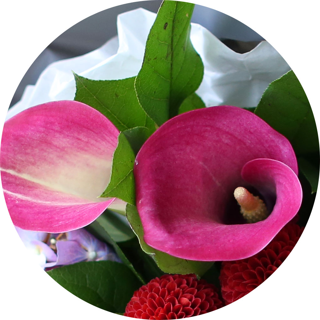 []Yes it is - Cherry blossom girl