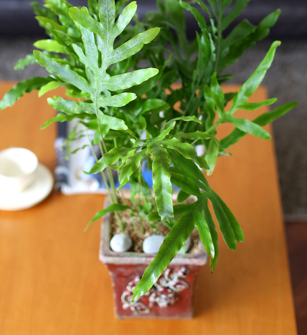 [, , Ⱦ, õ] Living nature - 罺Ÿ  ɹ