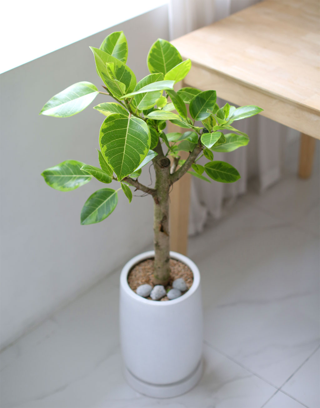 Living nature - 𰥰  ɹ