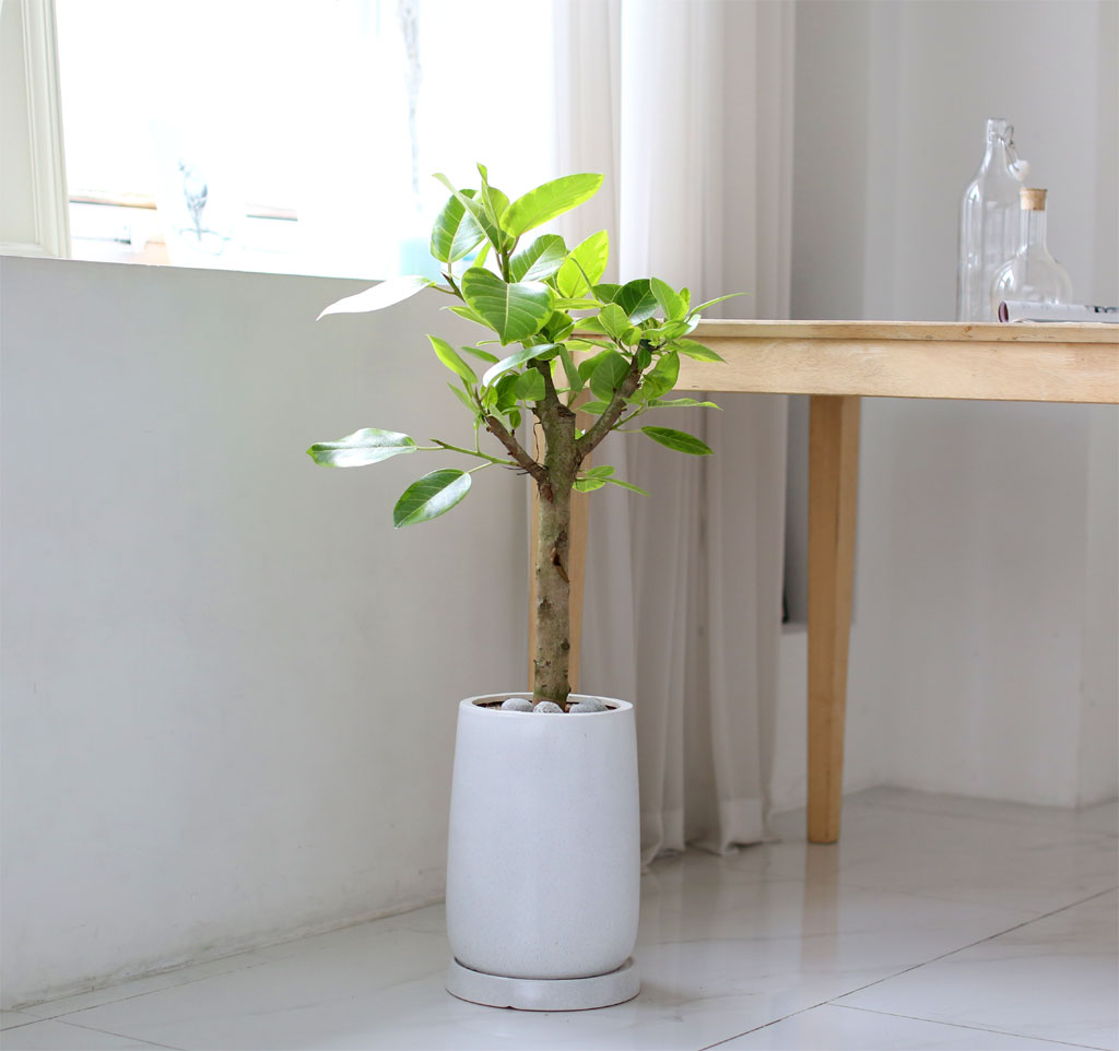 Living nature - 𰥰  ɹ