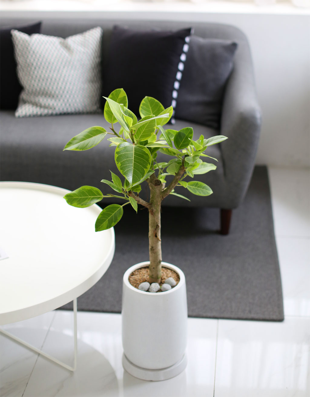 Living nature - 𰥰  ɹ