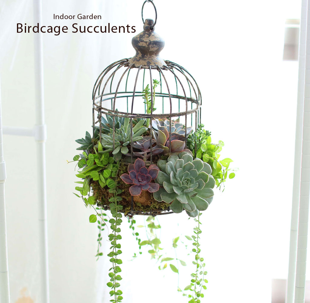 Indoor Garden  -  Birdcage Succulents ���� �ɹ��