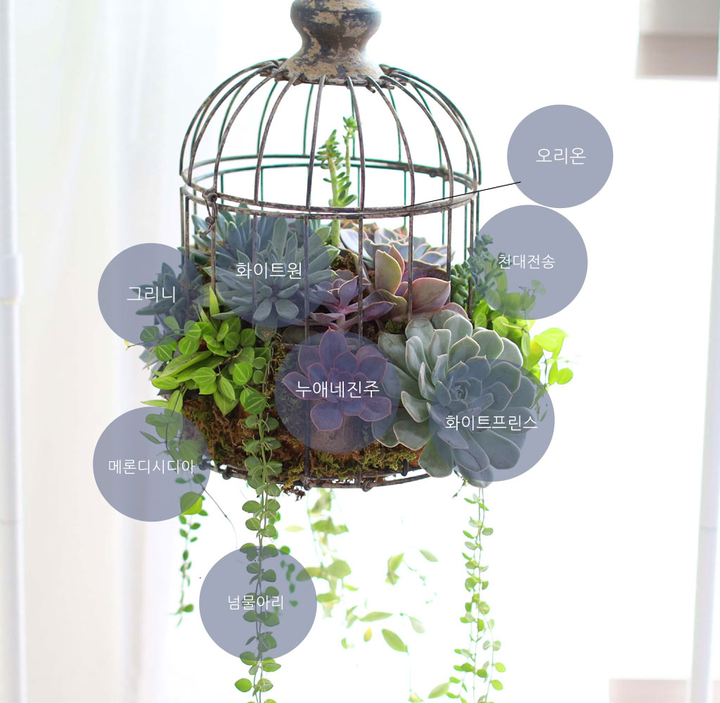 Indoor Garden  -  Birdcage Succulents ���� �ɹ��