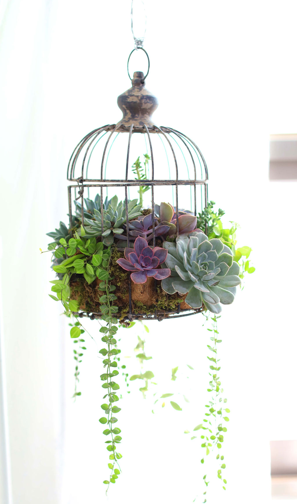 Indoor Garden  -  Birdcage Succulents ���� �ɹ��