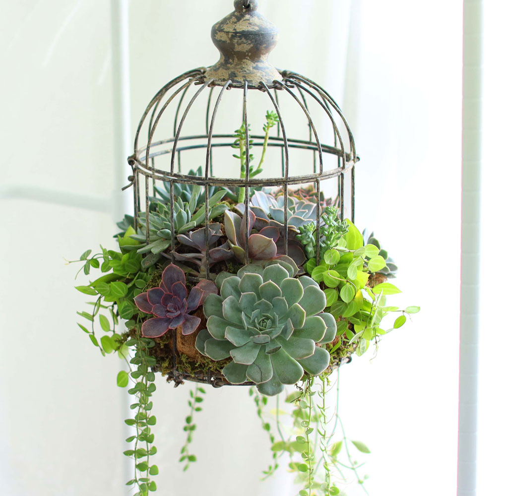 Indoor Garden  -  Birdcage Succulents ���� �ɹ��