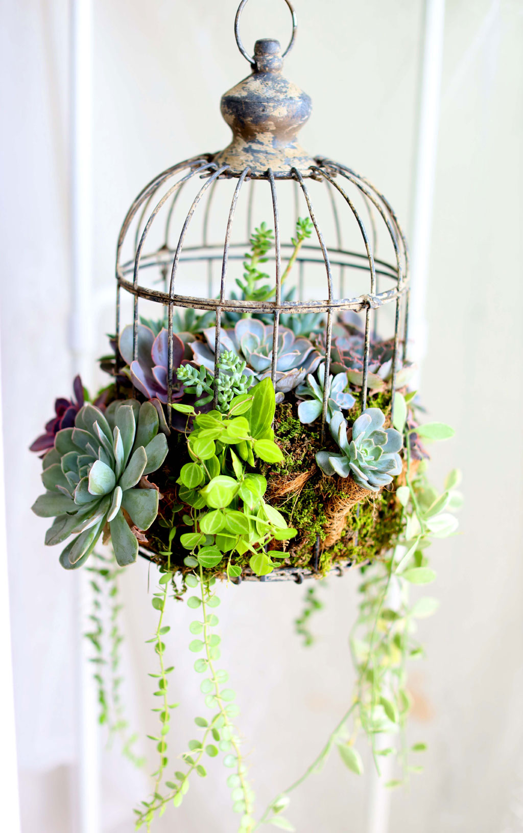 Indoor Garden  -  Birdcage Succulents ���� �ɹ��