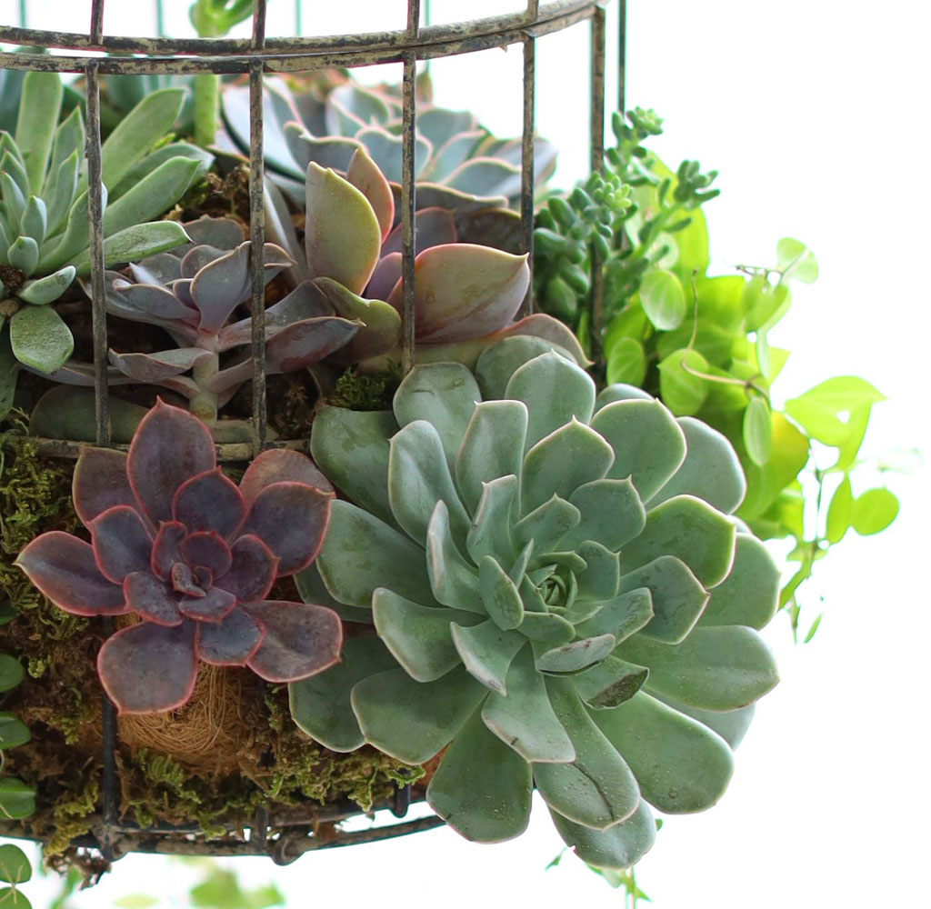 Indoor Garden  -  Birdcage Succulents ���� �ɹ��