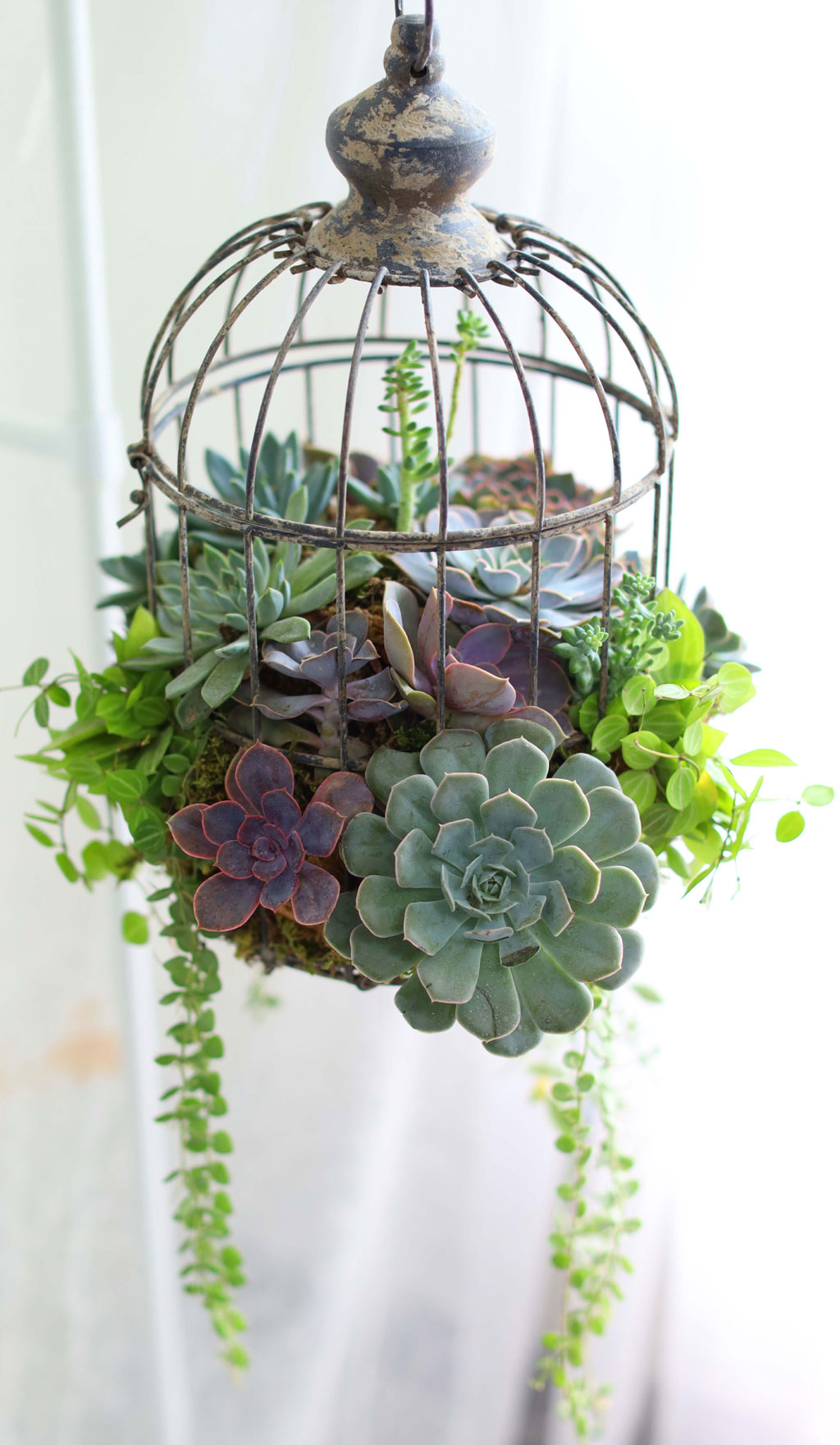 Indoor Garden  -  Birdcage Succulents ���� �ɹ��