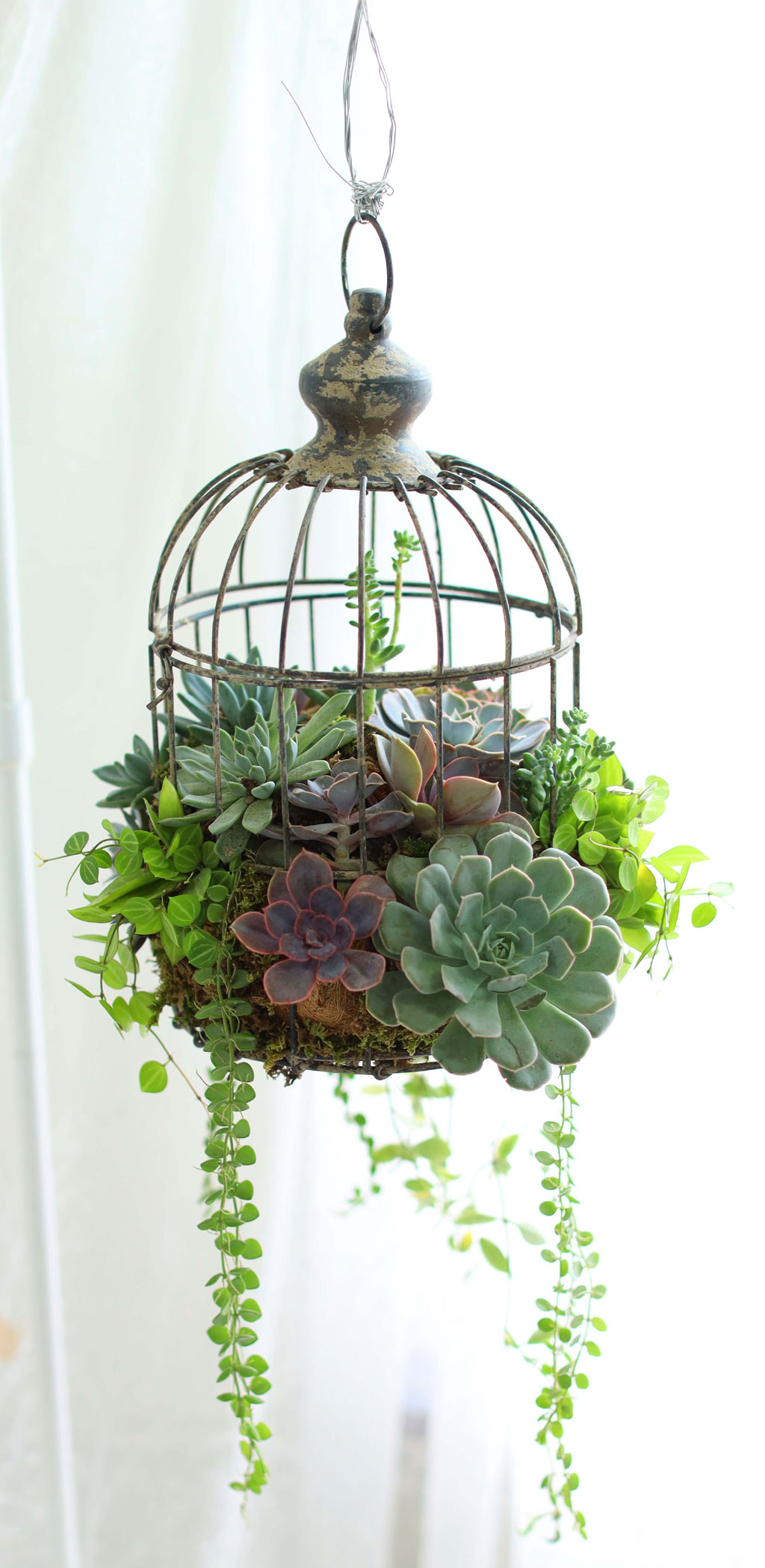 Indoor Garden  -  Birdcage Succulents ���� �ɹ��