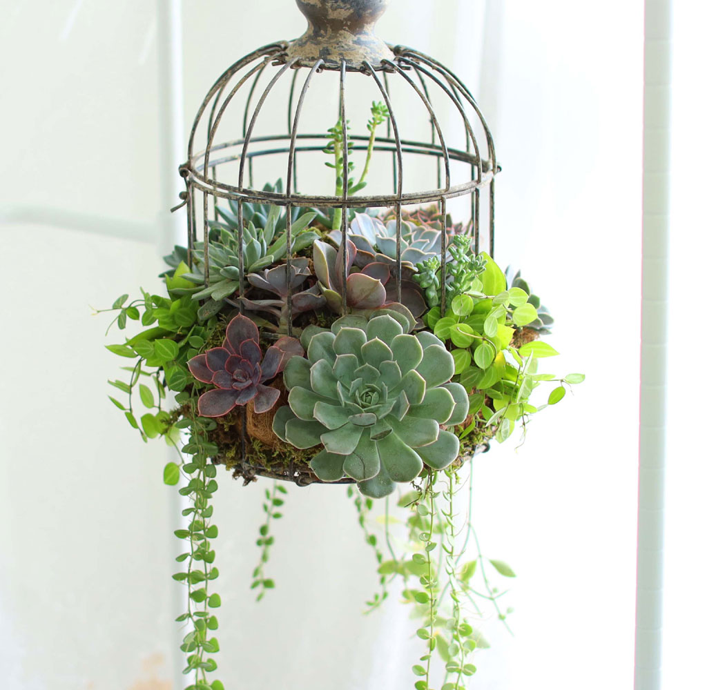Indoor Garden  -  Birdcage Succulents ���� �ɹ��