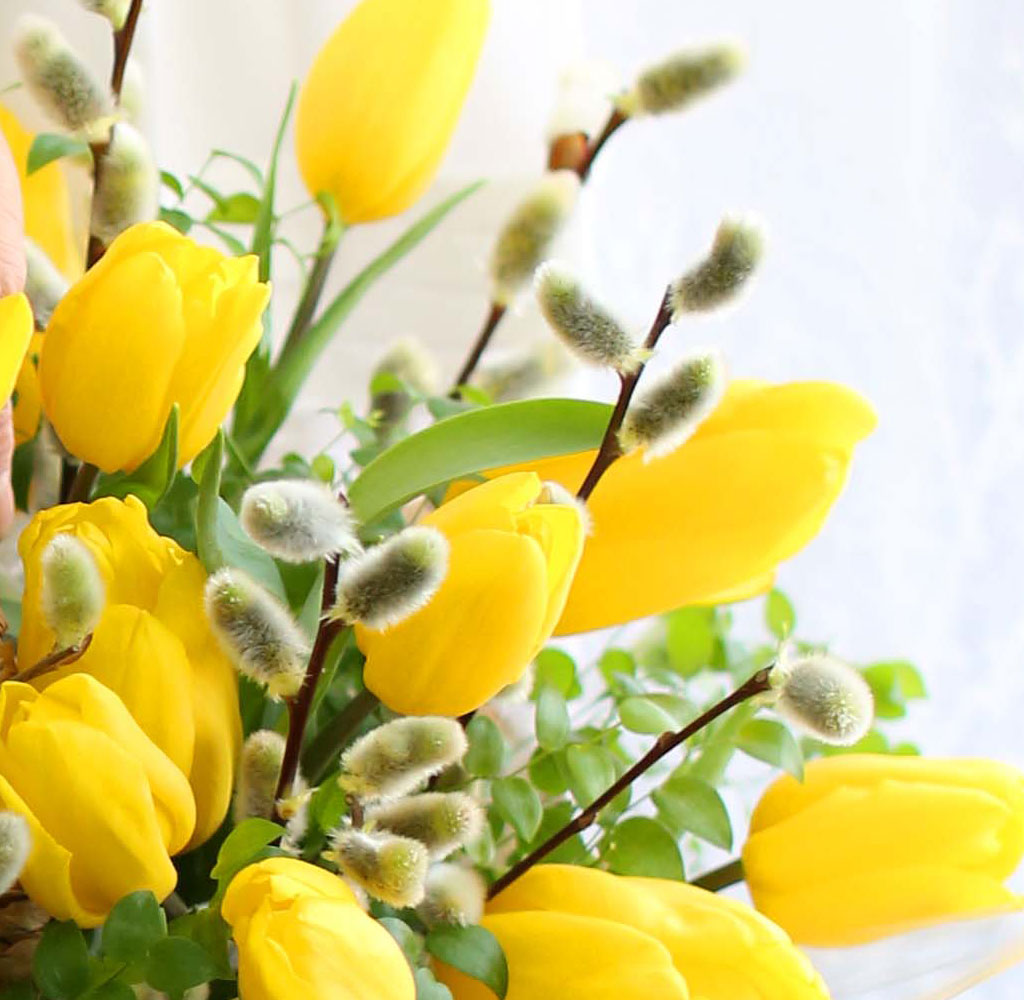 [ ǹ]Spring & sweet Tulips  ɹ