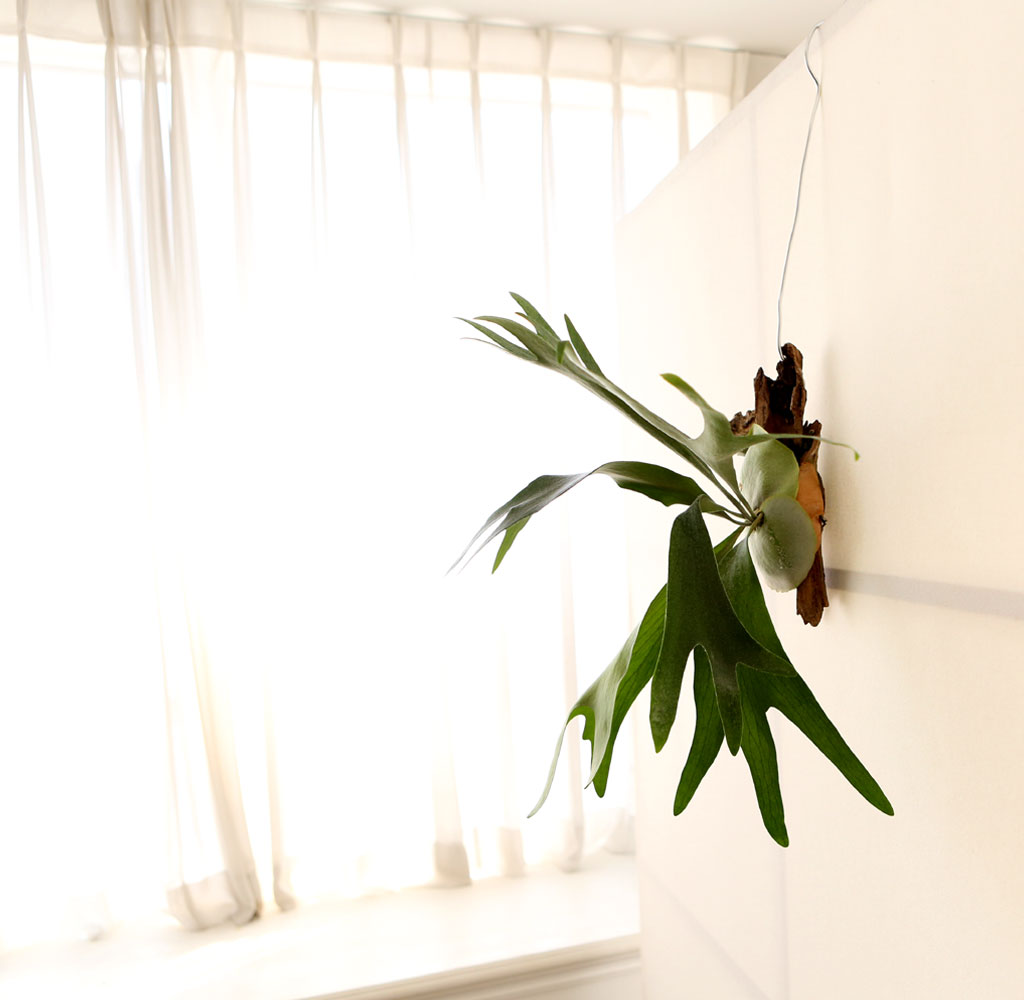 #�÷��׸��� #������ȭ #Ȩ���׸��� - ����� ���� �ɹ��