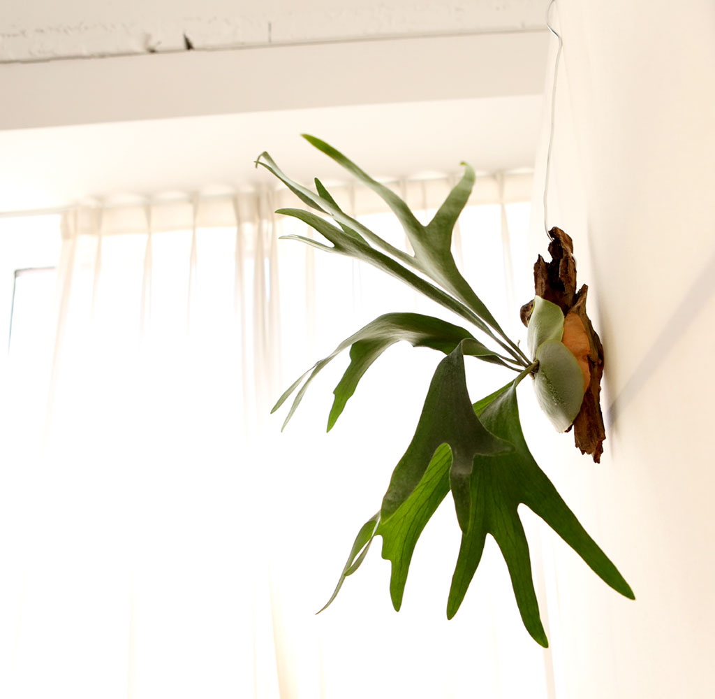 #�÷��׸��� #������ȭ #Ȩ���׸��� - ����� ���� �ɹ��