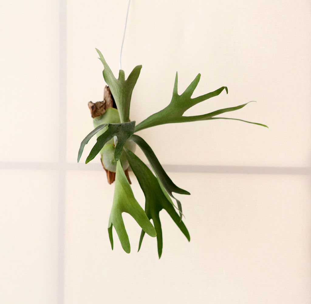 #�÷��׸��� #������ȭ #Ȩ���׸��� - ����� ���� �ɹ��