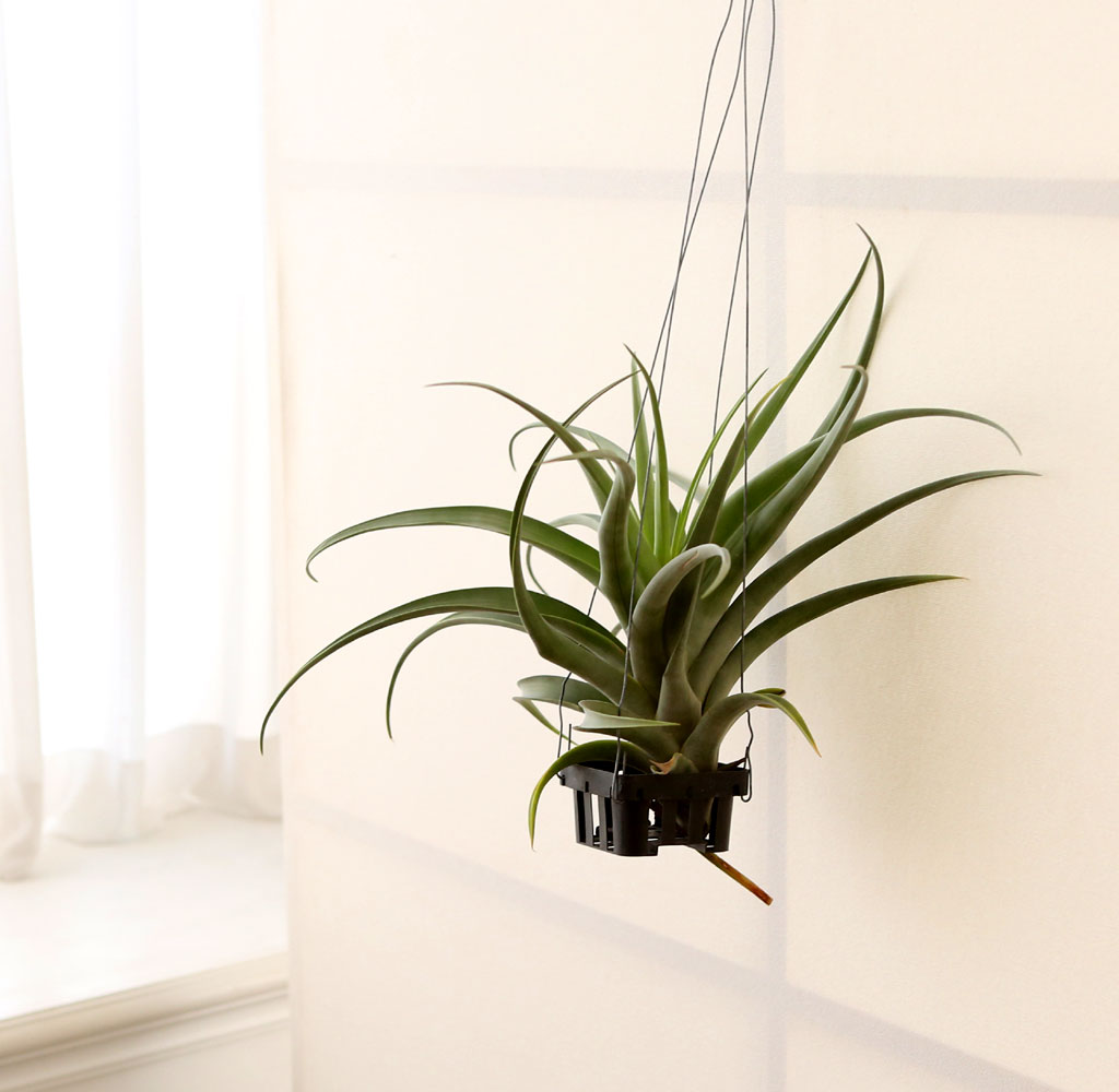 #÷׸ #ȭ #Ȩ׸ - ƿþ  ɹ