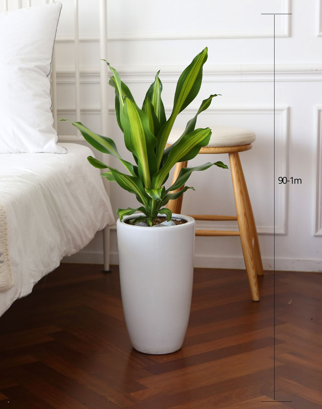 ÄڷγªÀ̰ܳ»ÀÚ ¸é¿ª·ÂÀ» ±æ·¯ÁÖ´Â ½Ä¹°º£½ºÆ® -µå¶ó¼¼³ª ¸À»ó°Ô¾Æ³ª ²ÉÁý ²É¹è´Þ