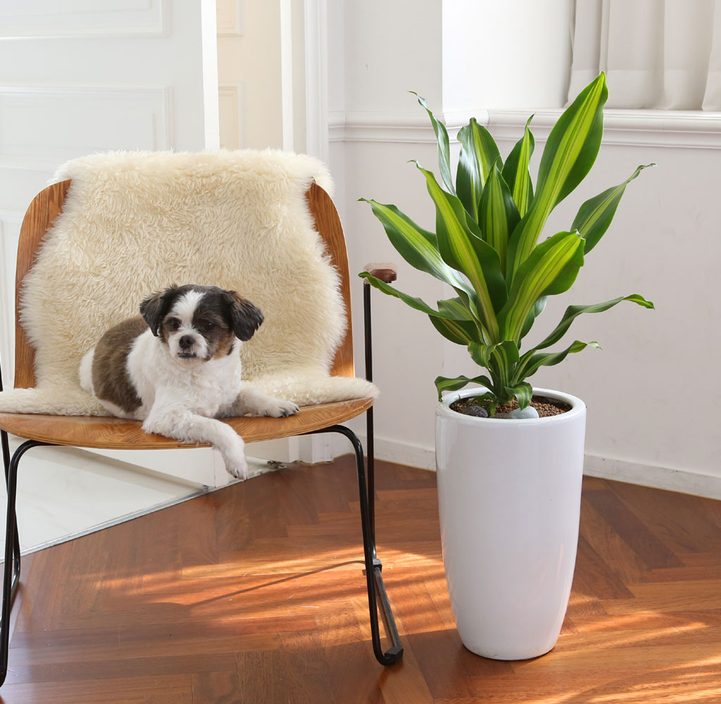 ÄڷγªÀ̰ܳ»ÀÚ ¸é¿ª·ÂÀ» ±æ·¯ÁÖ´Â ½Ä¹°º£½ºÆ® -µå¶ó¼¼³ª ¸À»ó°Ô¾Æ³ª ²ÉÁý ²É¹è´Þ