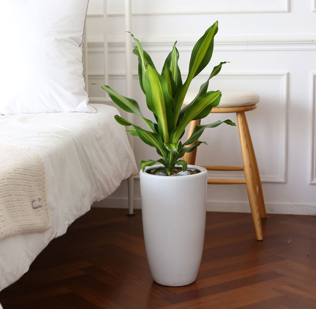 ÄڷγªÀ̰ܳ»ÀÚ ¸é¿ª·ÂÀ» ±æ·¯ÁÖ´Â ½Ä¹°º£½ºÆ® -µå¶ó¼¼³ª ¸À»ó°Ô¾Æ³ª ²ÉÁý ²É¹è´Þ