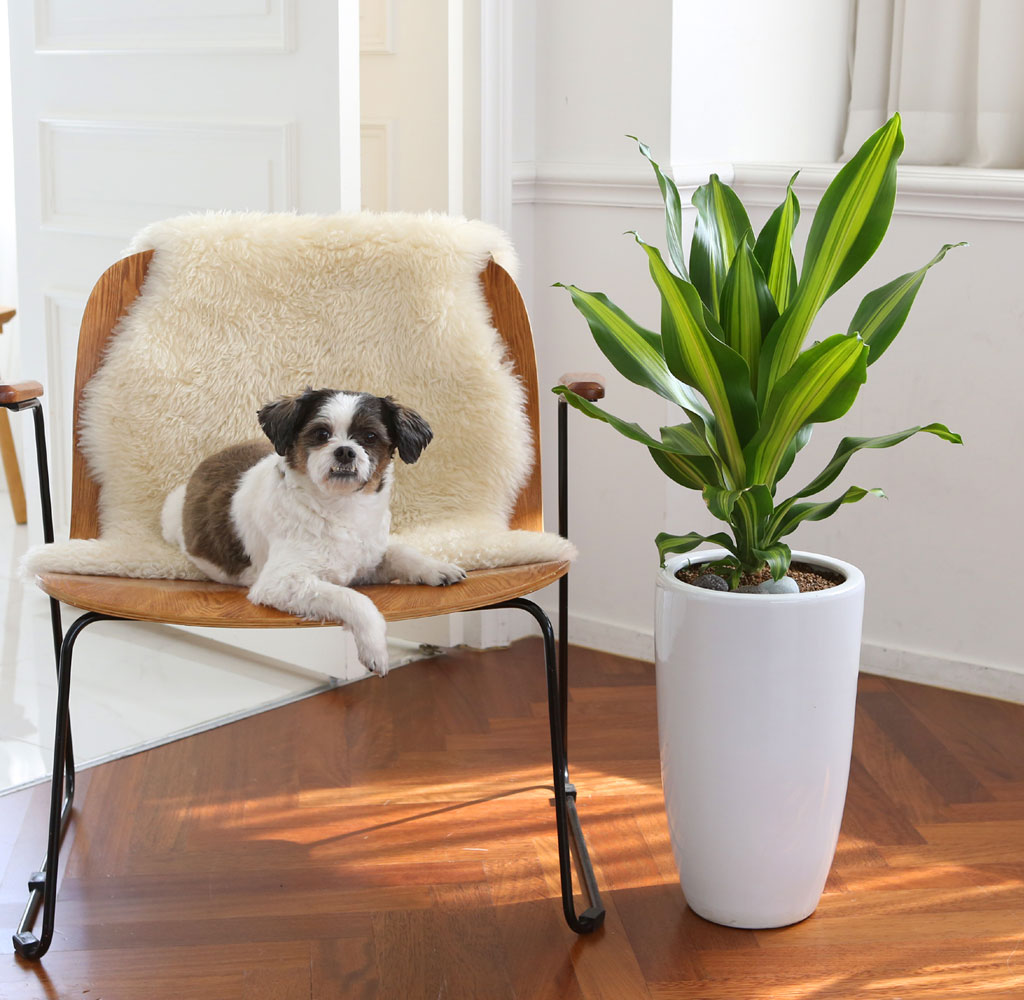 ÄڷγªÀ̰ܳ»ÀÚ ¸é¿ª·ÂÀ» ±æ·¯ÁÖ´Â ½Ä¹°º£½ºÆ® -µå¶ó¼¼³ª ¸À»ó°Ô¾Æ³ª ²ÉÁý ²É¹è´Þ